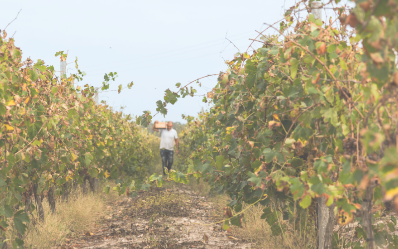 Tailgate | Dry Farming Grower Roundtable